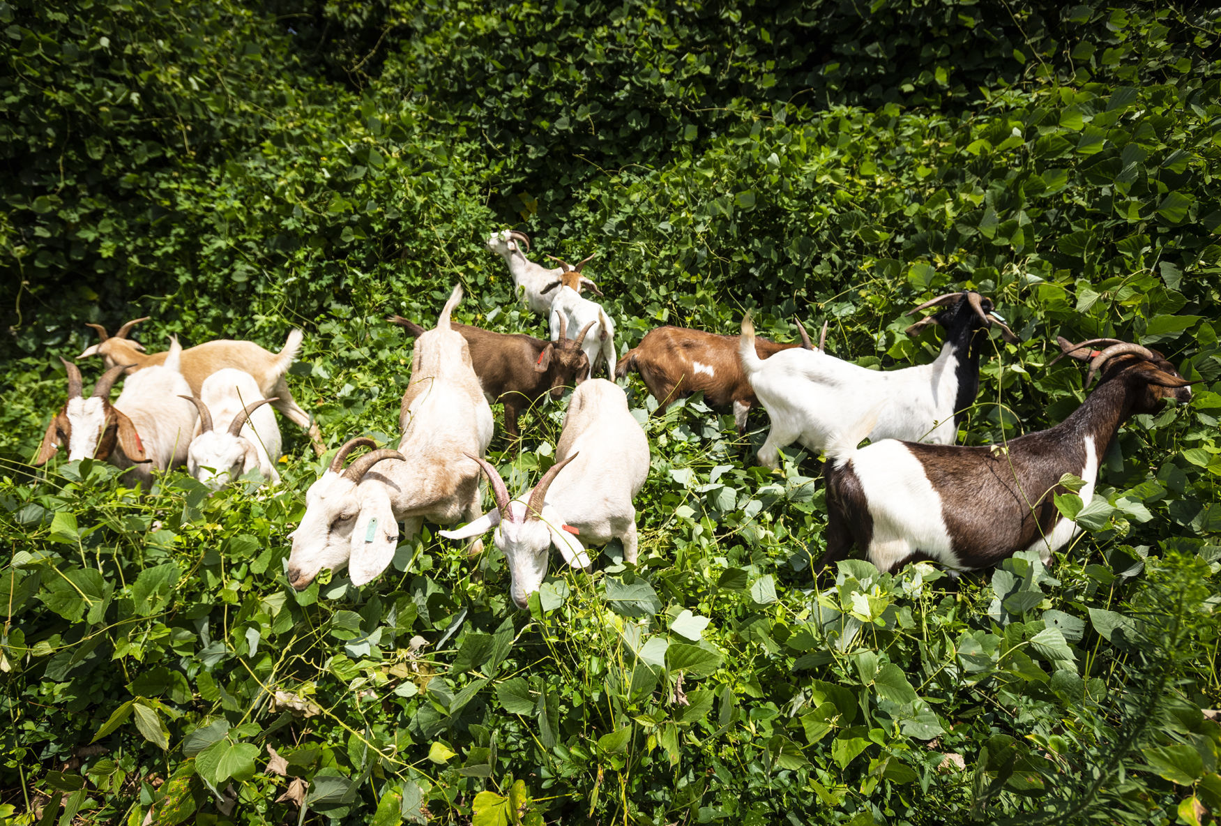 Goats